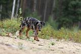 BEAUCERON - PUPPIES 079